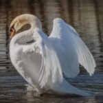 Profile picture of Jane Tanner